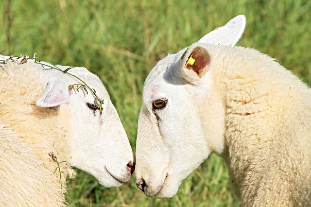 sheep sheep