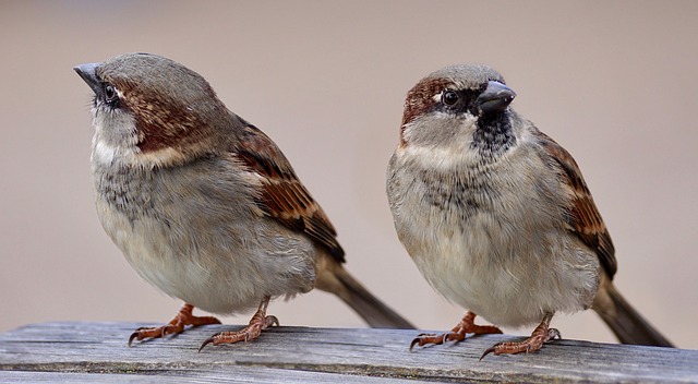 sparrows