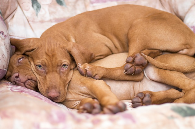 dogs dogs