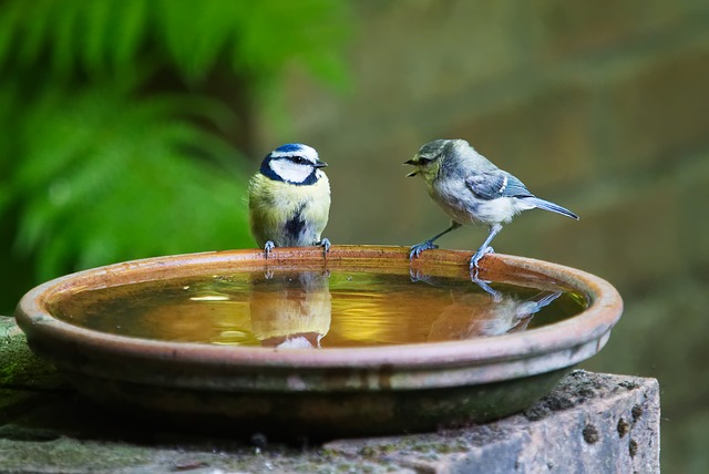 birds birds