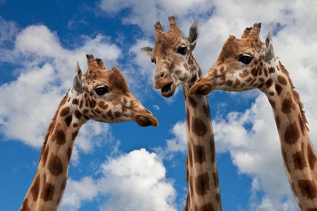 giraffes giraffes