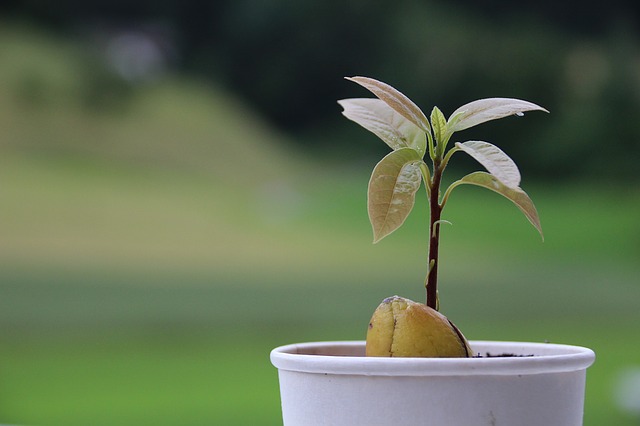 avocado