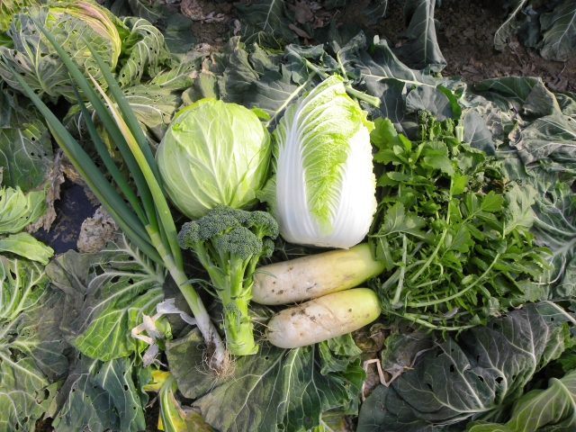冬野菜 冬野菜