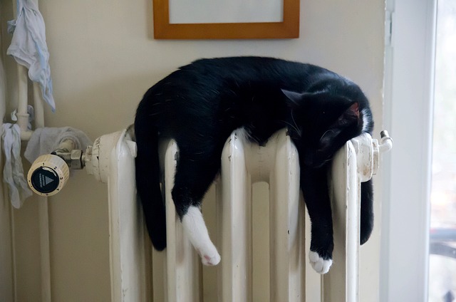 cat cat