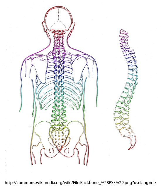 spine spine