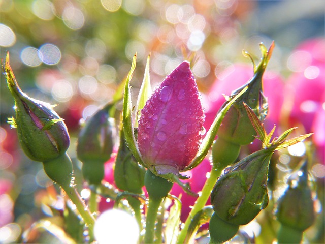rose rose