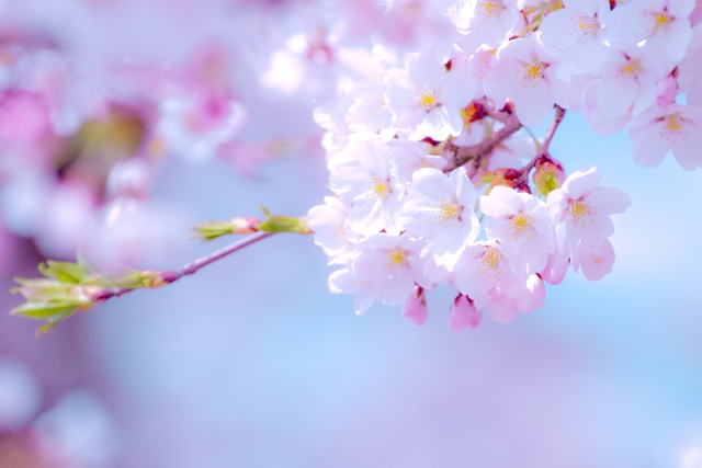 桜 桜
