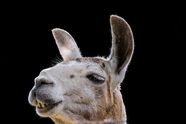 lama lama