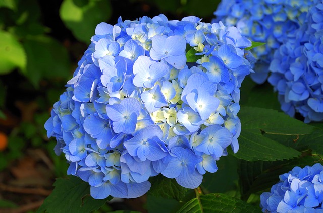 紫陽花 紫陽花