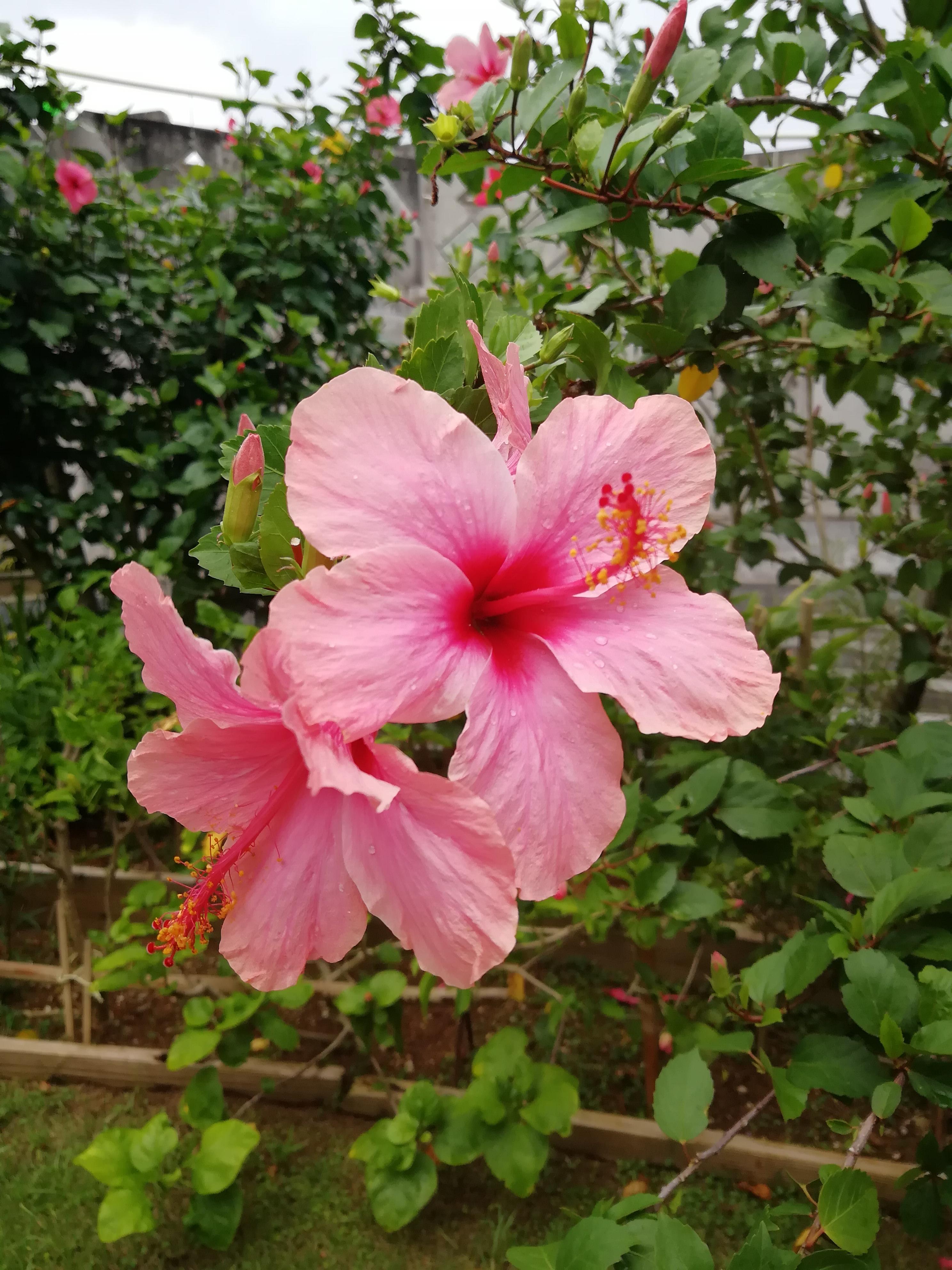 hibiscus2 hibiscus2