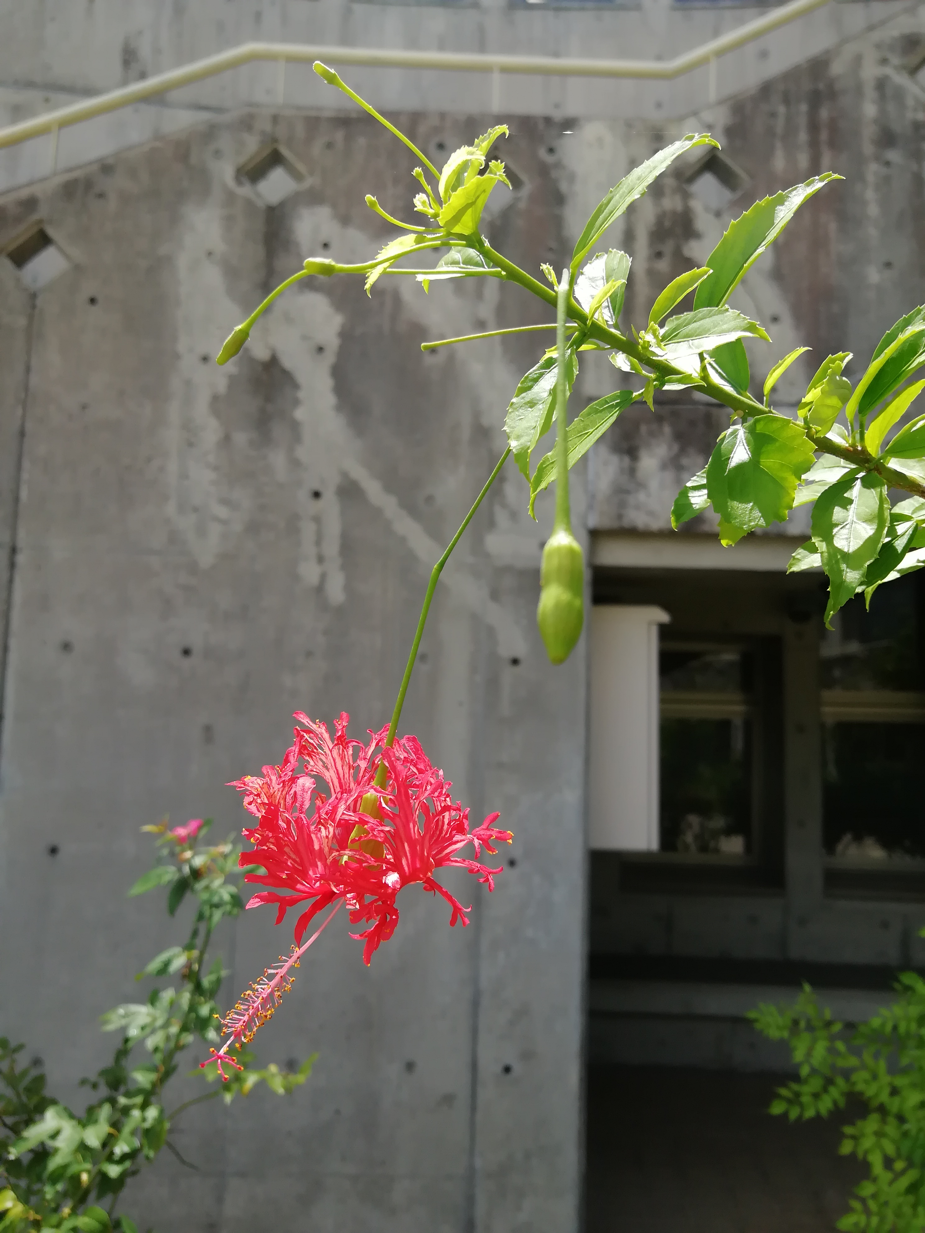 hibiscus3 hibiscus3