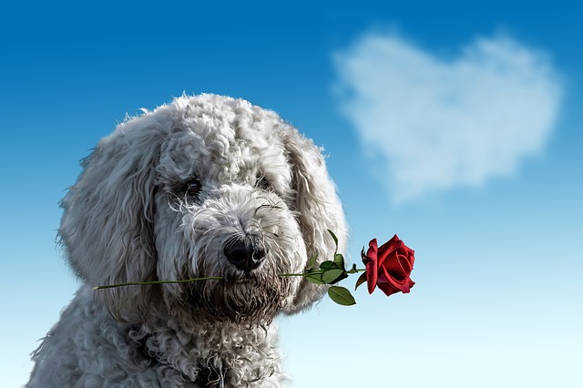 dog dog