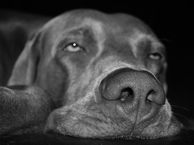 dog dog