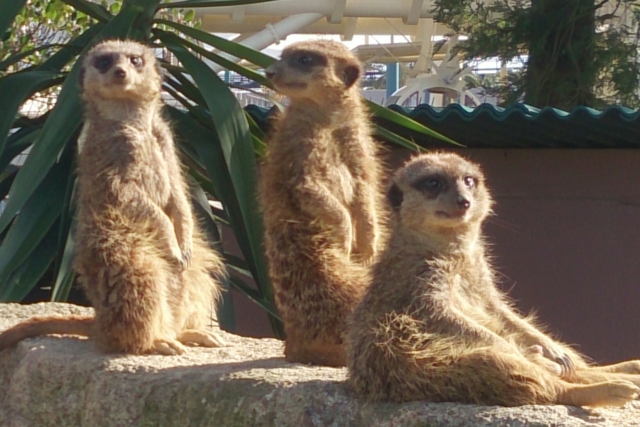 Suricata suricatta Suricata suricatta