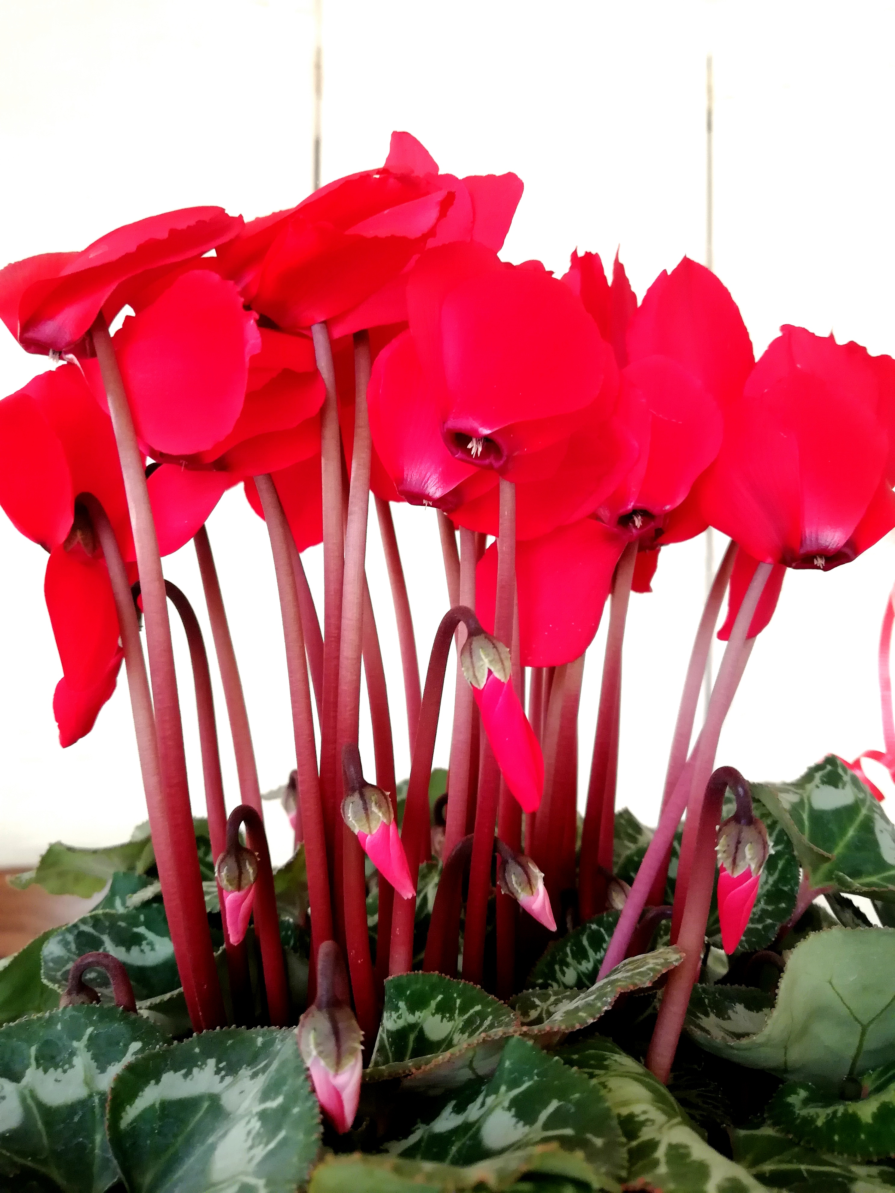 cyclamen