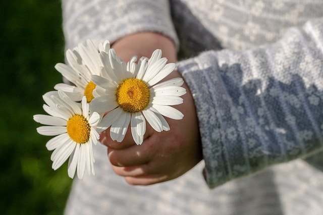 daisies daisies