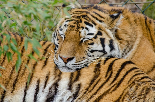 tiger tiger