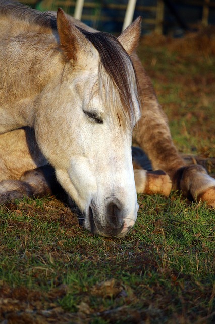 horse horse