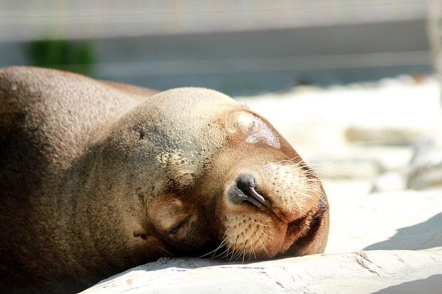 nap nap