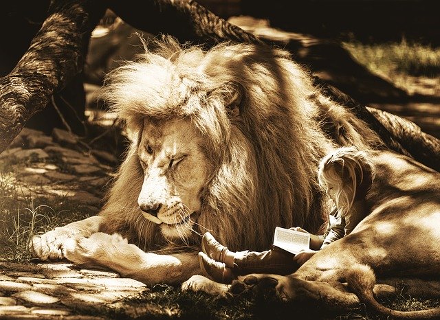 lion lion