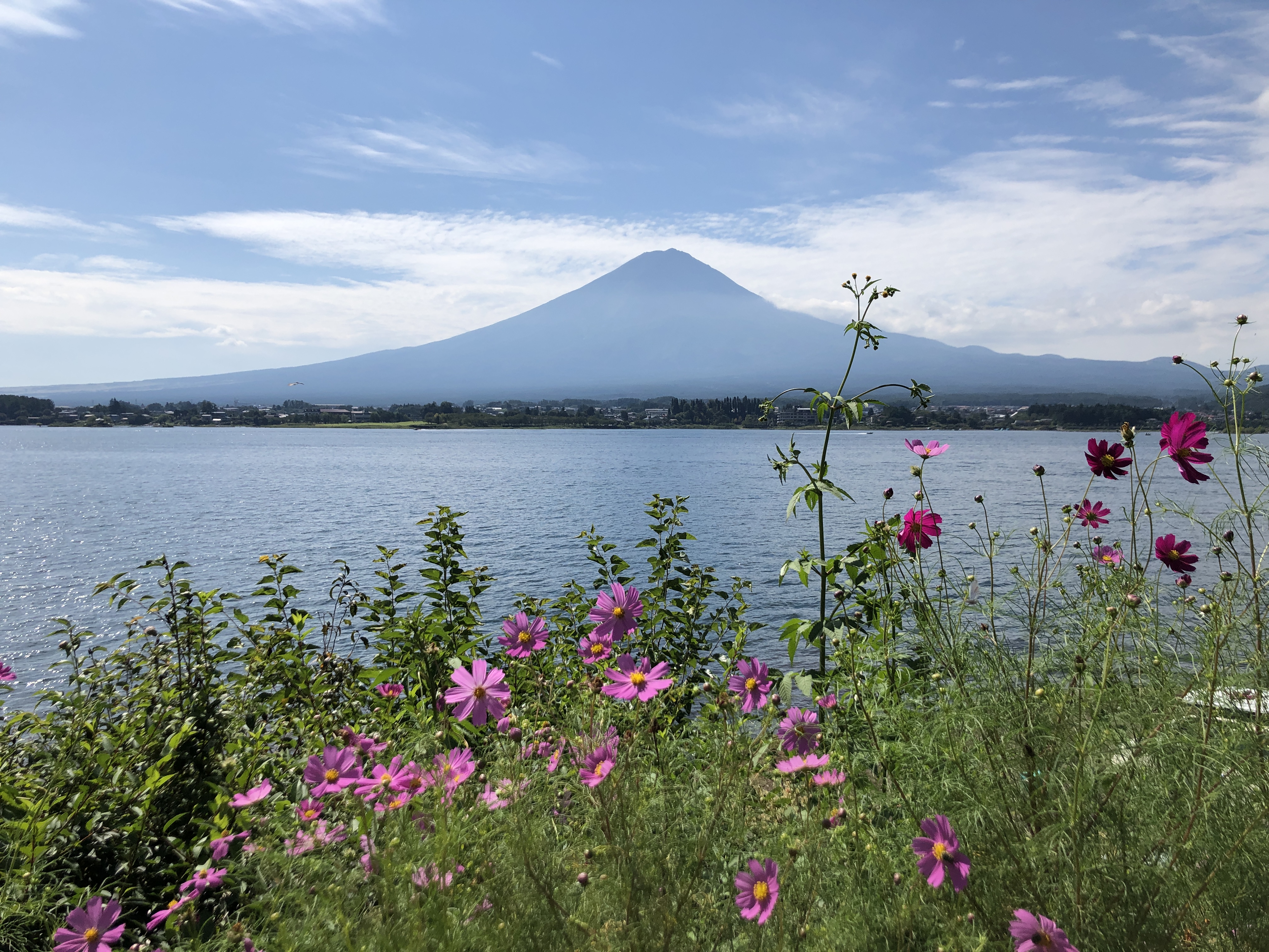 fuji