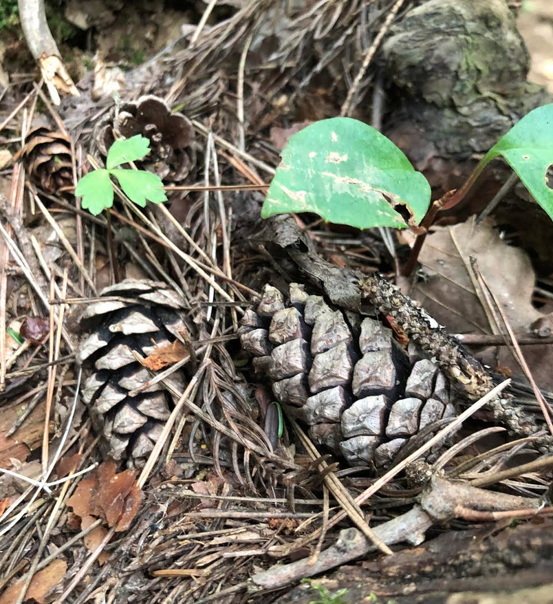 pinecone