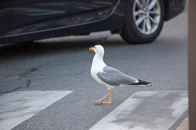 gull gull