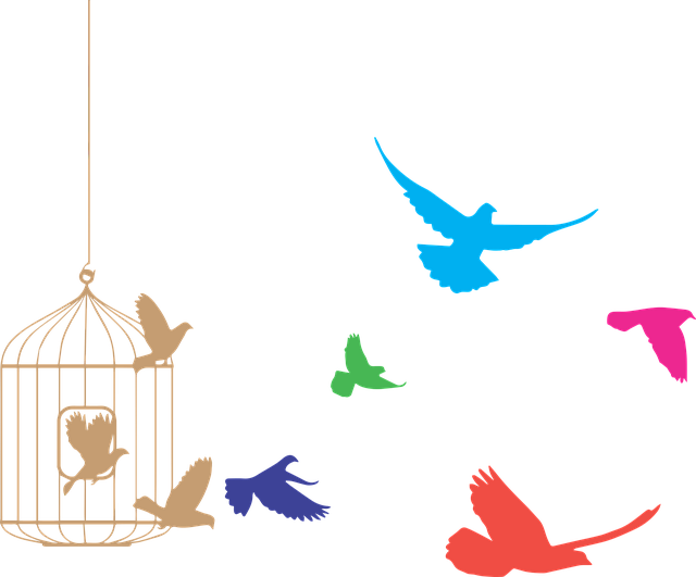 birds birds