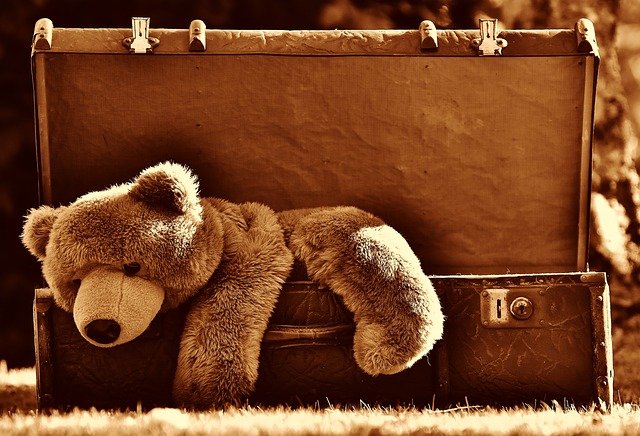 teddy1 teddy1