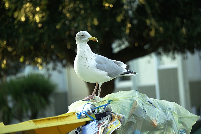 gull gull