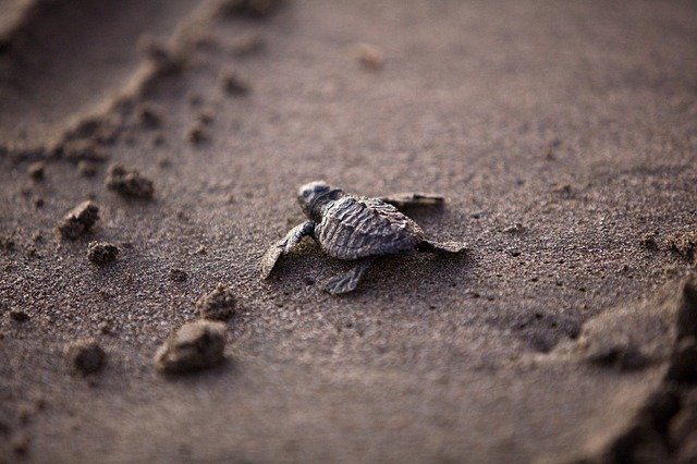 turtle turtle