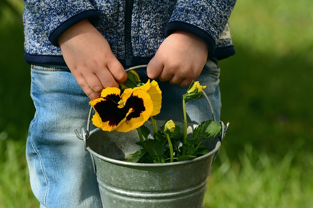 pansy pansy
