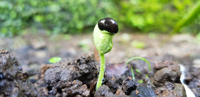 seeds seeds