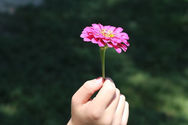 flower flower