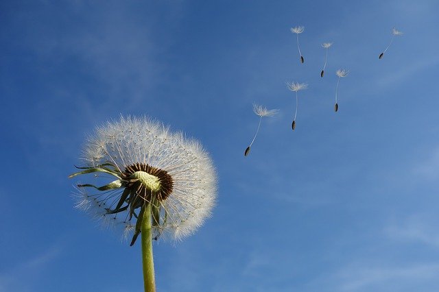 dandelion