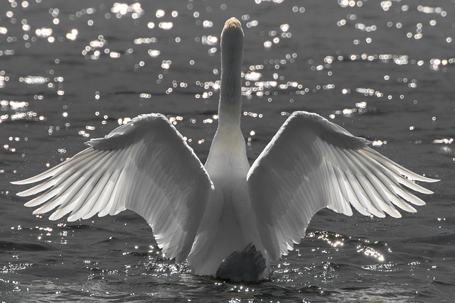 swan