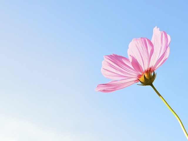 flower'