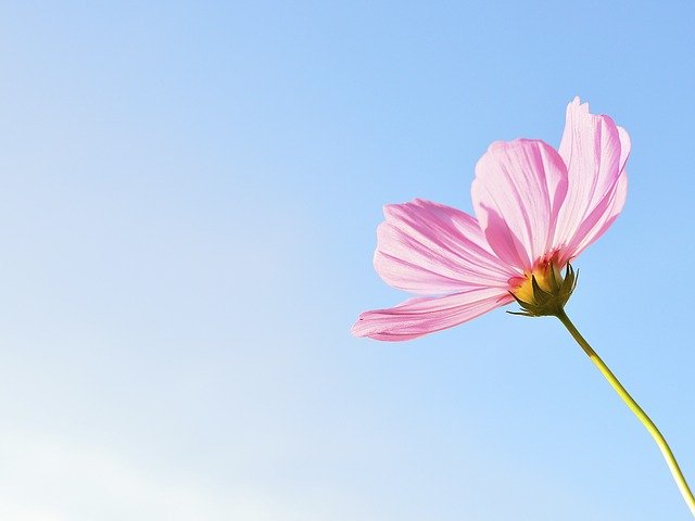 flower' flower'