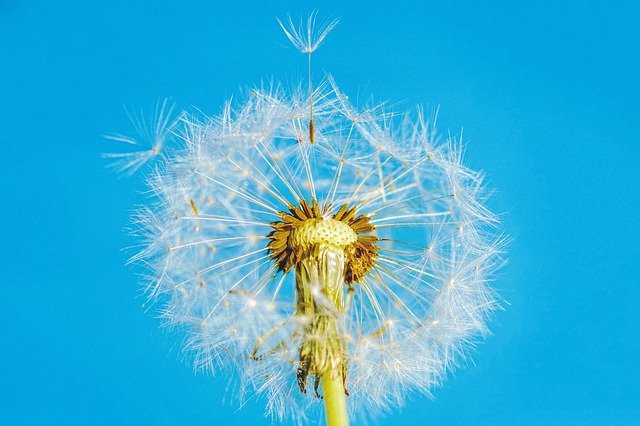 dandelion