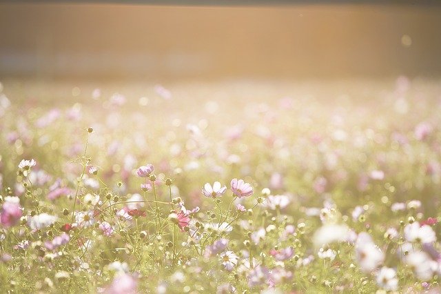 cosmos'