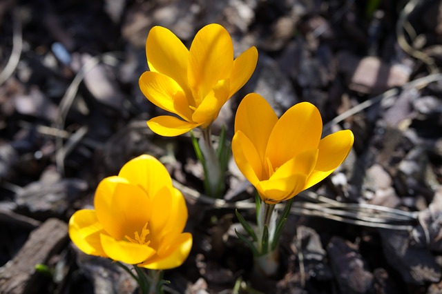 crocus