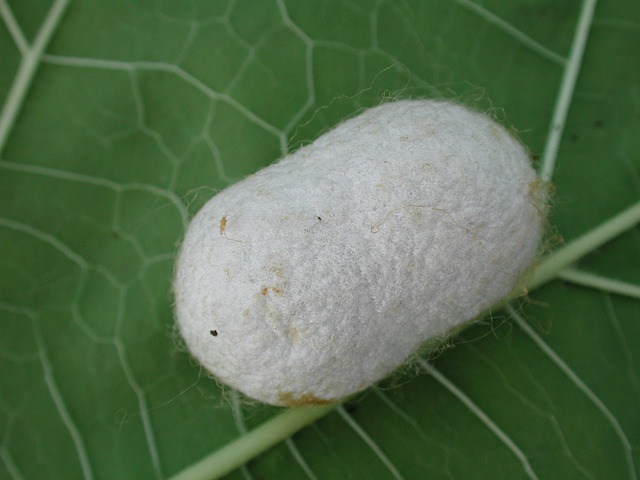 silkworm