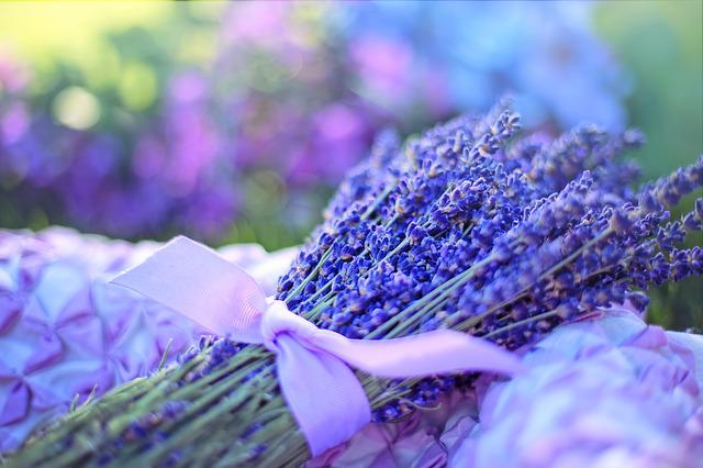 lavenders