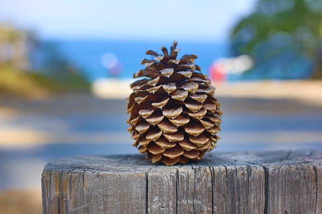 pinecone