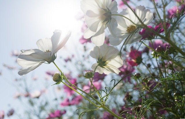cosmos cosmos