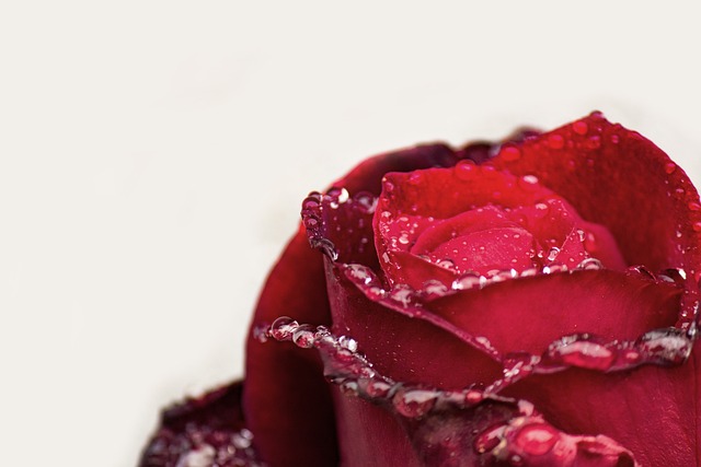 rose rose
