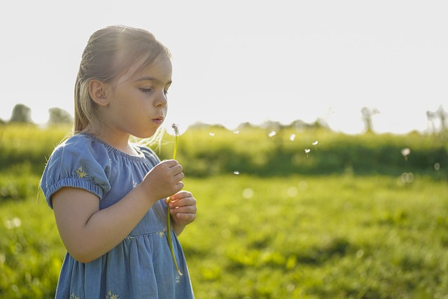 dandelion dandelion