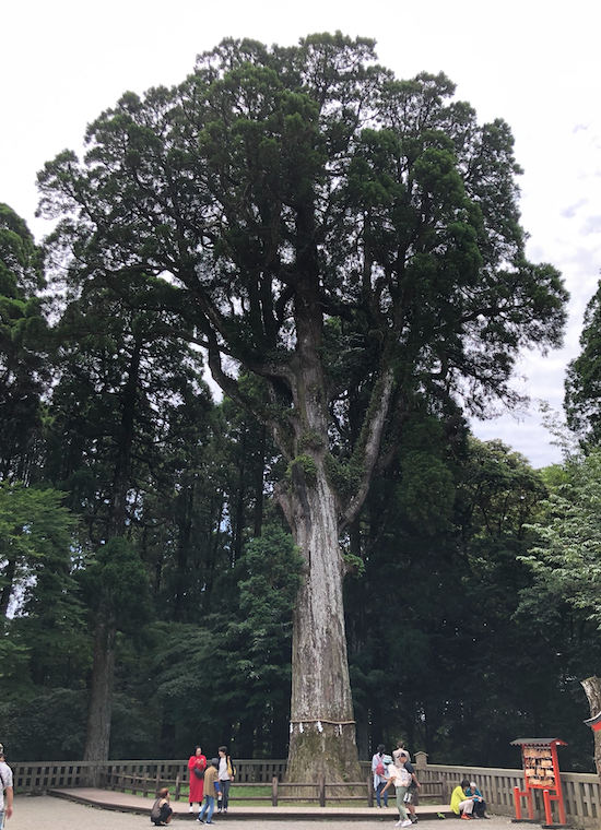 tree tree