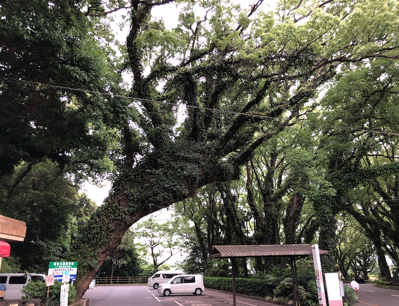 tree3 tree3