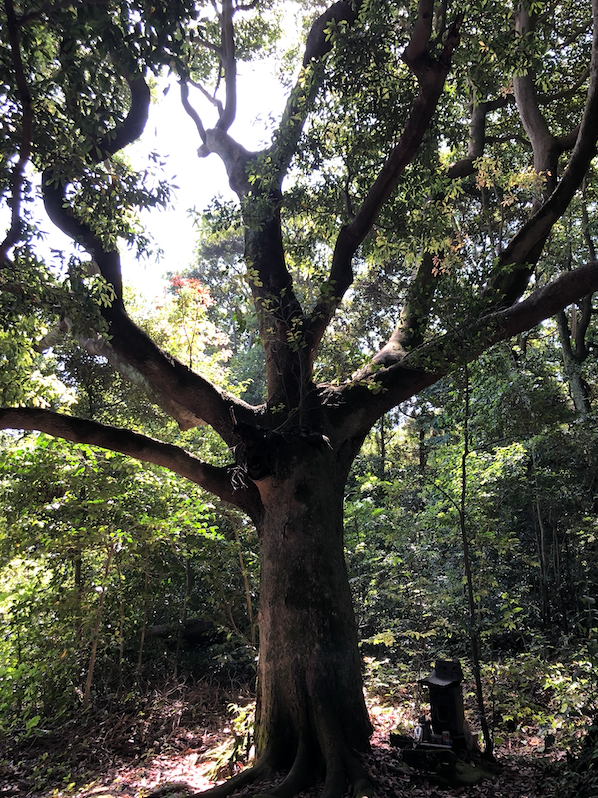 tree4 tree4